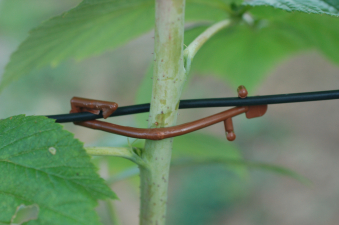 Rebstar "bio" (Himbeerklammer)