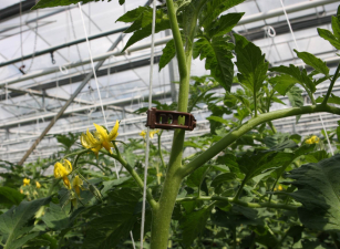 Bio Tomatenclip