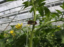 Bio Tomatenclip