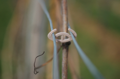 Bioclip